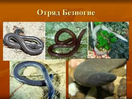 Представитель безногих