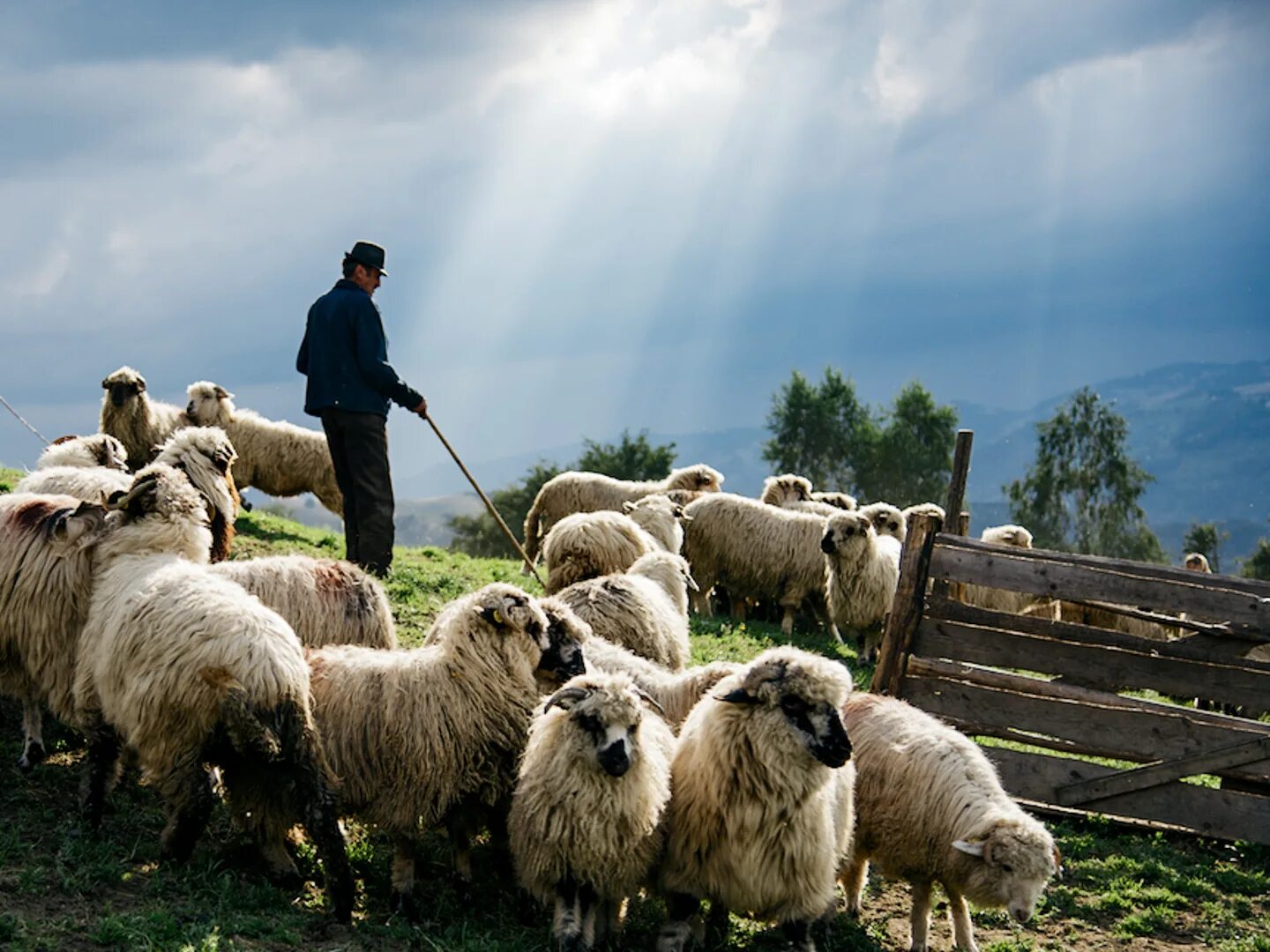 Пасу овечек. Овцеводство. Пасти овец. Бордер колли пасет овец. Ахмадинежад пасет овец.