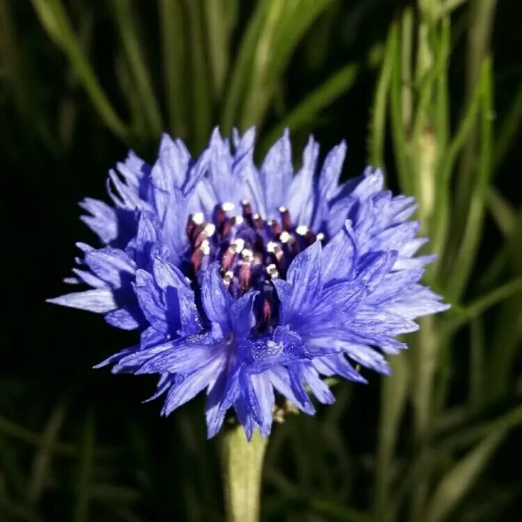 Синий василек предложение. Василек cyanus. Василек синий (Centaurea cyanus). Centaurea cyanus (Cornflower). Василек синий Корнфловер.