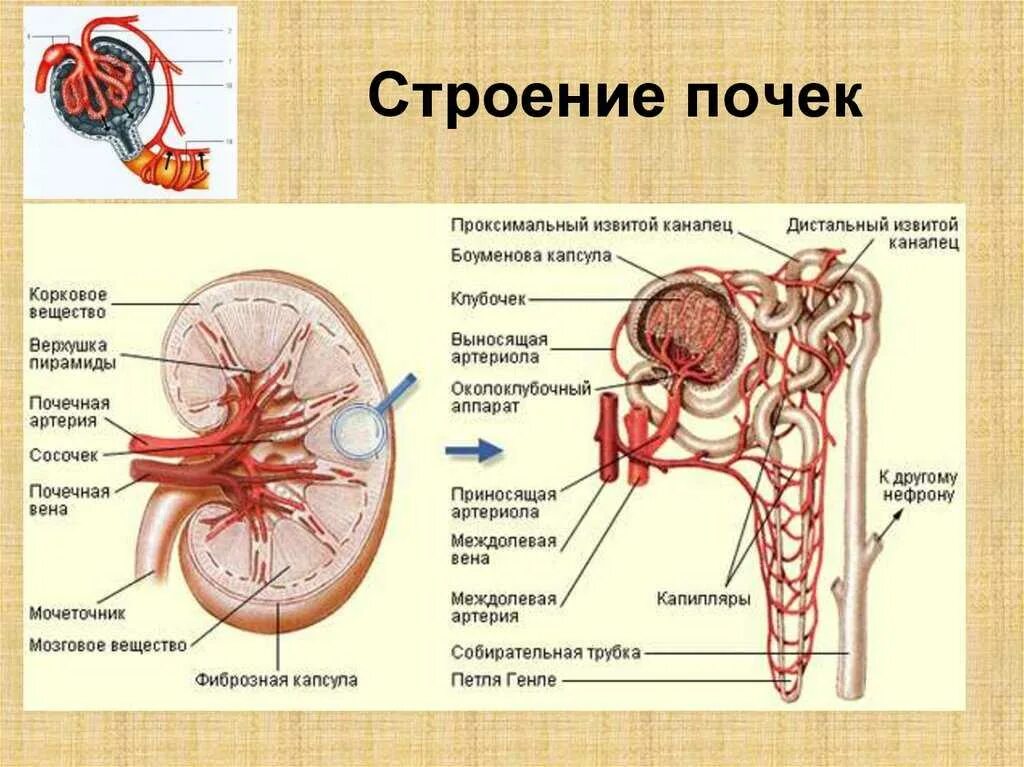 Схема строения выделительной системы. Строение почки клубочки канальцы. Выделительная система строение почки. Строение нефрона почки анатомия.