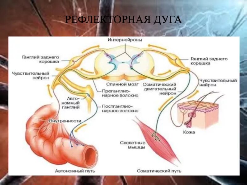 Рефлекторная дуга акта дефекации 5-6 звеньев. Рефлекторная дуга мочеиспускания схема. Рефлекторная дуга мочеиспускательного рефлекса. Рефлекс мочевыделения рефлекторная дуга. Рефлекторное течение