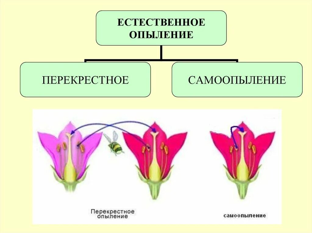 Схема самоопыления хвойные