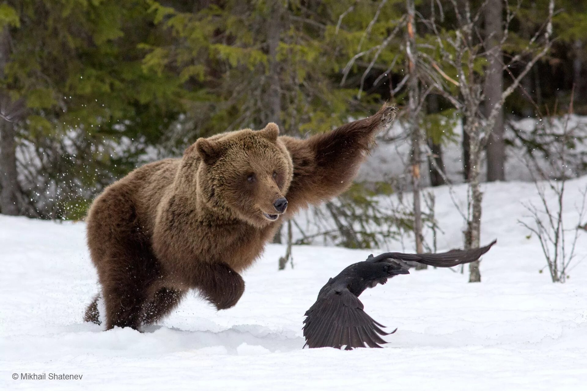 Дикие животные региона. Сибирский бурый медведь.  Ursus arctos collaris — Сибирский бурый медведь. Бурый медведь дальнего Востока.