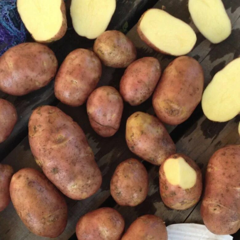 Купить картофель в воронежской. Сорт картофеля ред Скарлет. Сорт картофеля Лабелла. Розара семена картофеля. Картофель сорт Лабелла семенной.