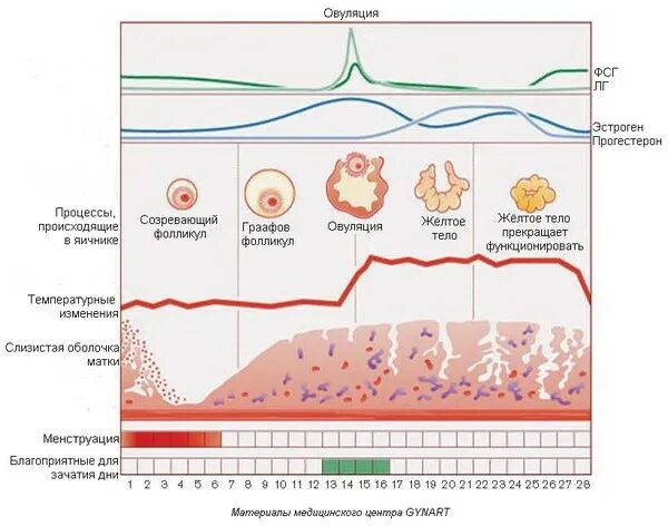 Прогестерон при овуляции. Процесс овуляции схема. Процесс овуляции в яичнике. Процесс овуляции как происходит. Процесс овуляции по дням.