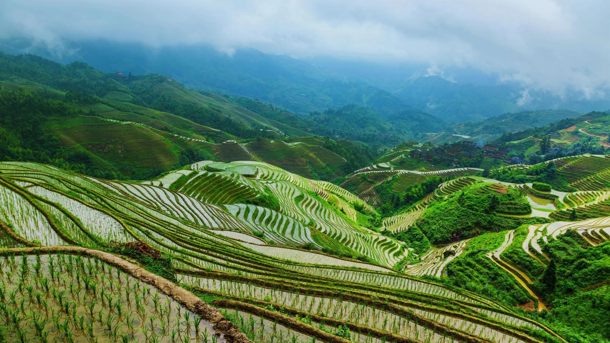 Рисовые террасы юньнань. Террасы китай. Гуанси китай рисовые террасы. Китай рисовые террасы провинции юньнань. Культурный ландшафт рисовых террас хунхэ хани.