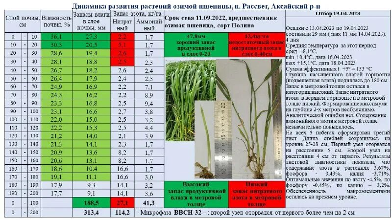 Лучший предшественник для озимой. Лучший предшественник для озимой