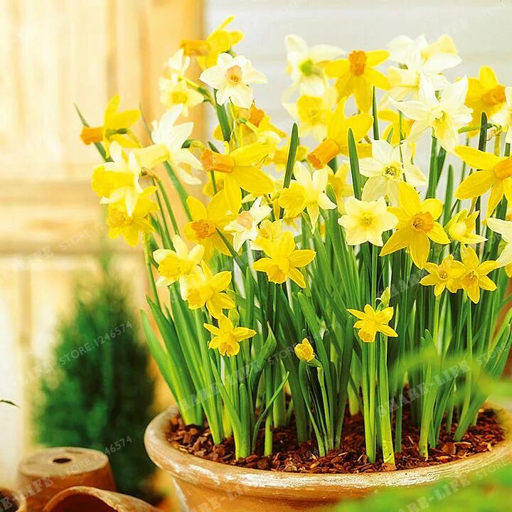 нарциссы беккер луковицы. нарциссы в горшке. нарциссы в горшке. нарцисс тет-а-тет в горшке. нарцисс тет букль.