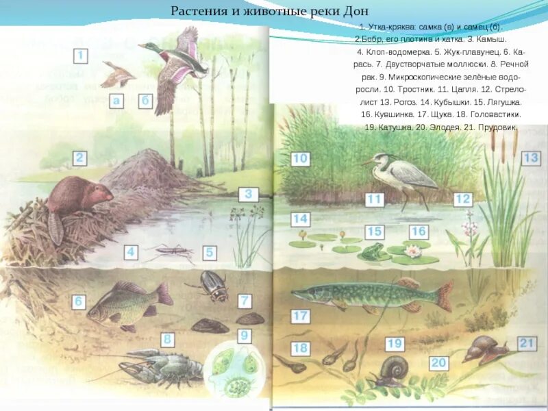 Растения и животные реки Дон. Растения и животные реки Дона. Растения ижывотные реки Дона. Животные и растения РК. Обитатели дона