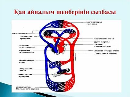 Топтық секс гей бейне