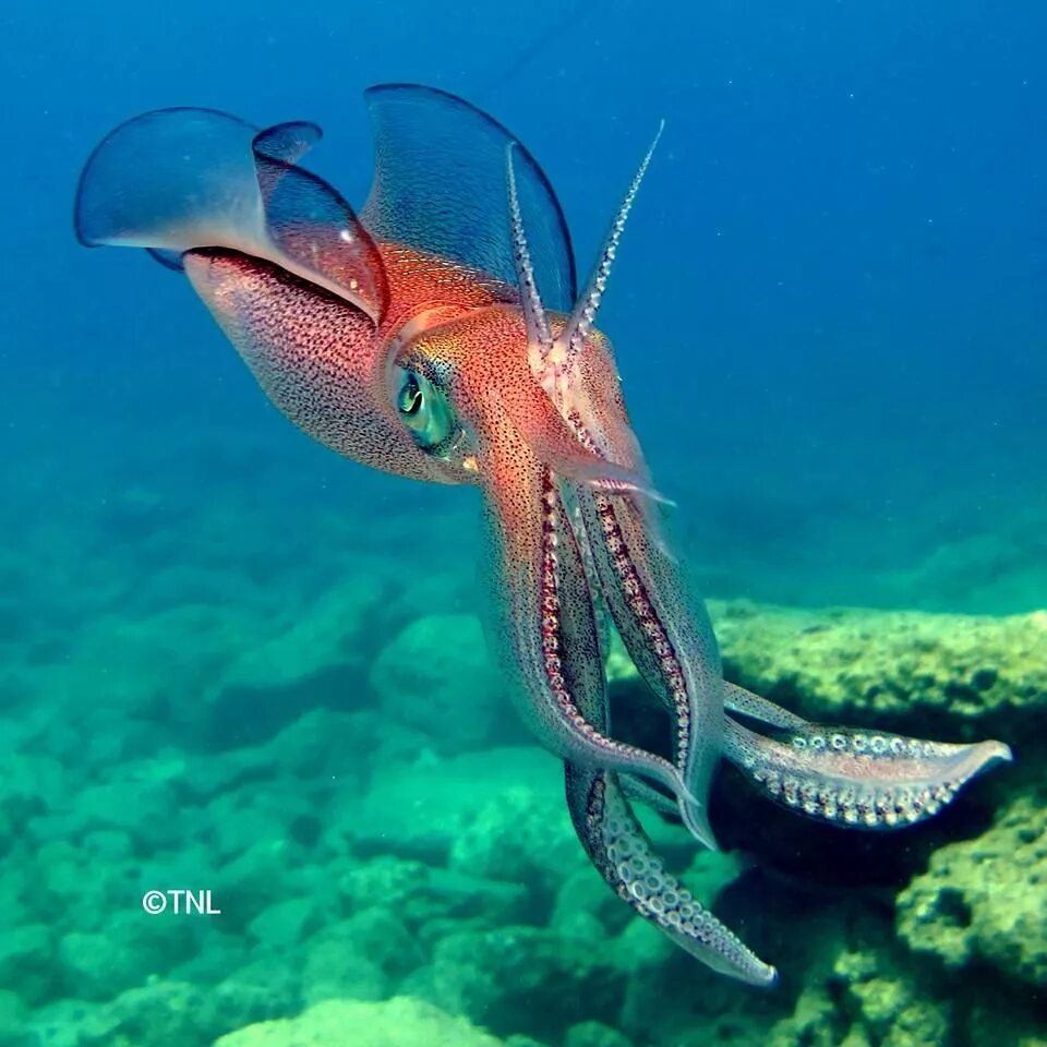 Осьминог водный. Bigfin Reef Squid. Необычные водные животные. Морские обитатели кальмар. Кальмар океанический.