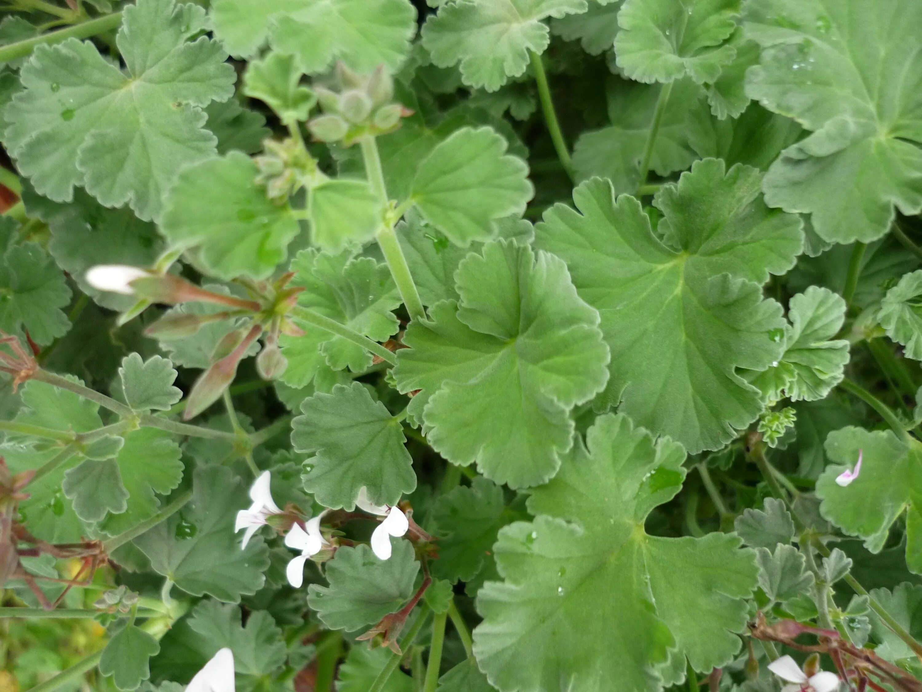 Листья герани лечение. Pelargonium odoratissimum. Fringed Apple пеларгония. Apple Cider пеларгония. Пеларгония герань лист.