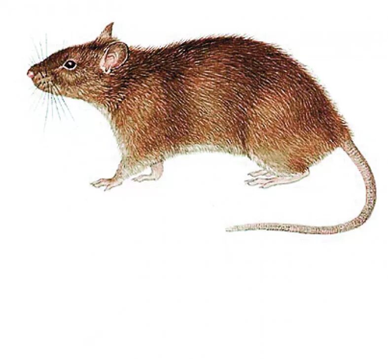 Серая крыса Пасюк. Серая крыса или Пасюк - Rattus norvegicus (отряд Rodentia семейство Muridae). Грызуны строение. Грызуны внешний вид. Серая крыса строение