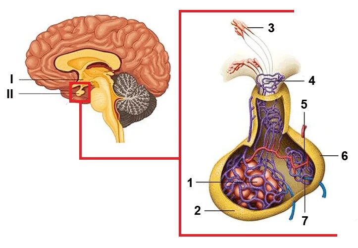 Гипофиз эндокринной. Гипоталамус и гипофиз строение. Строение гипофизарно-гипоталамической области. Гипофиз это железа. Эндокринная система гипофиз.