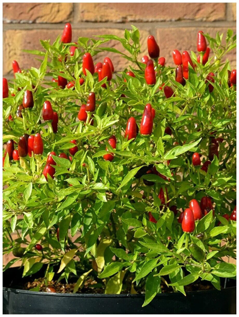 меконгский (тайский) бобтейл. Red bull krating daeng. ред тай. тайская кошка ред пойнт фото. британка колор пойнт короткошёрстная.