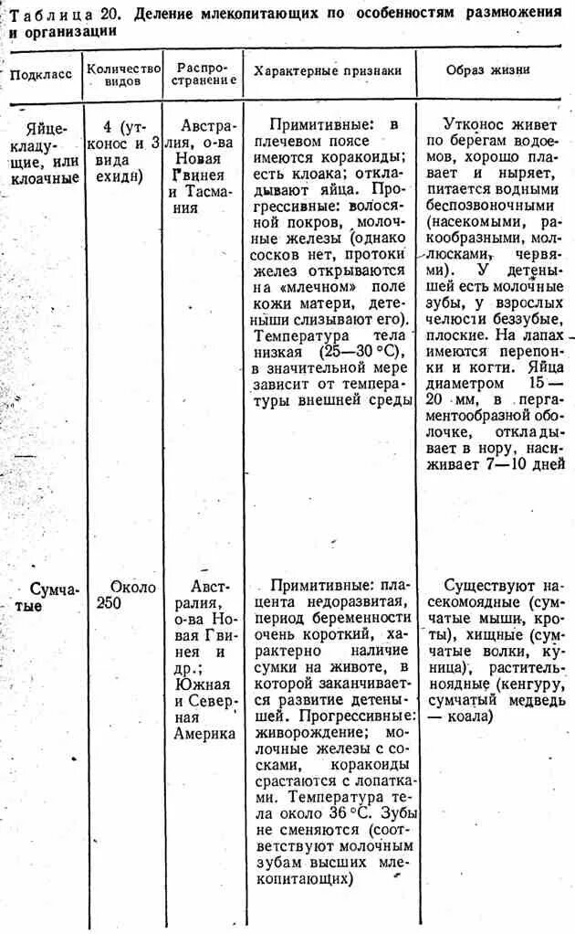 Отряды класса млекопитающих таблица. Отряды млекопитающих таблица 7 класс биология. отряды млекопитающих таблица 7 класс. основные отряды млекопитающих таблица 7 класс. таблица отряды млекопитающих представители признаки.