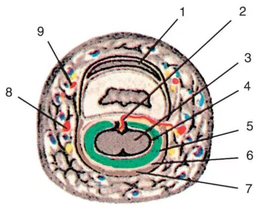 палец срез. анатомия ногтевой фаланги. ногтевая пластина строение гистология. препарат толстой кожи человека гистология. поперечный срез пальца на уровне средней фаланги.