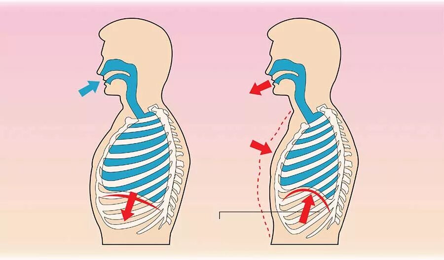 Пение диафрагмой. Внешнее дыхание вдох выдох. Внешнее легочное дыхание. Легкие на вдохе и выдохе. Вдох выдох рисунок.