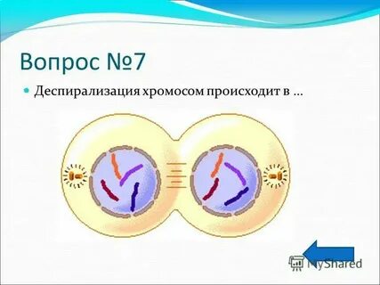 Происходит кроссинговер митоз и мейоз