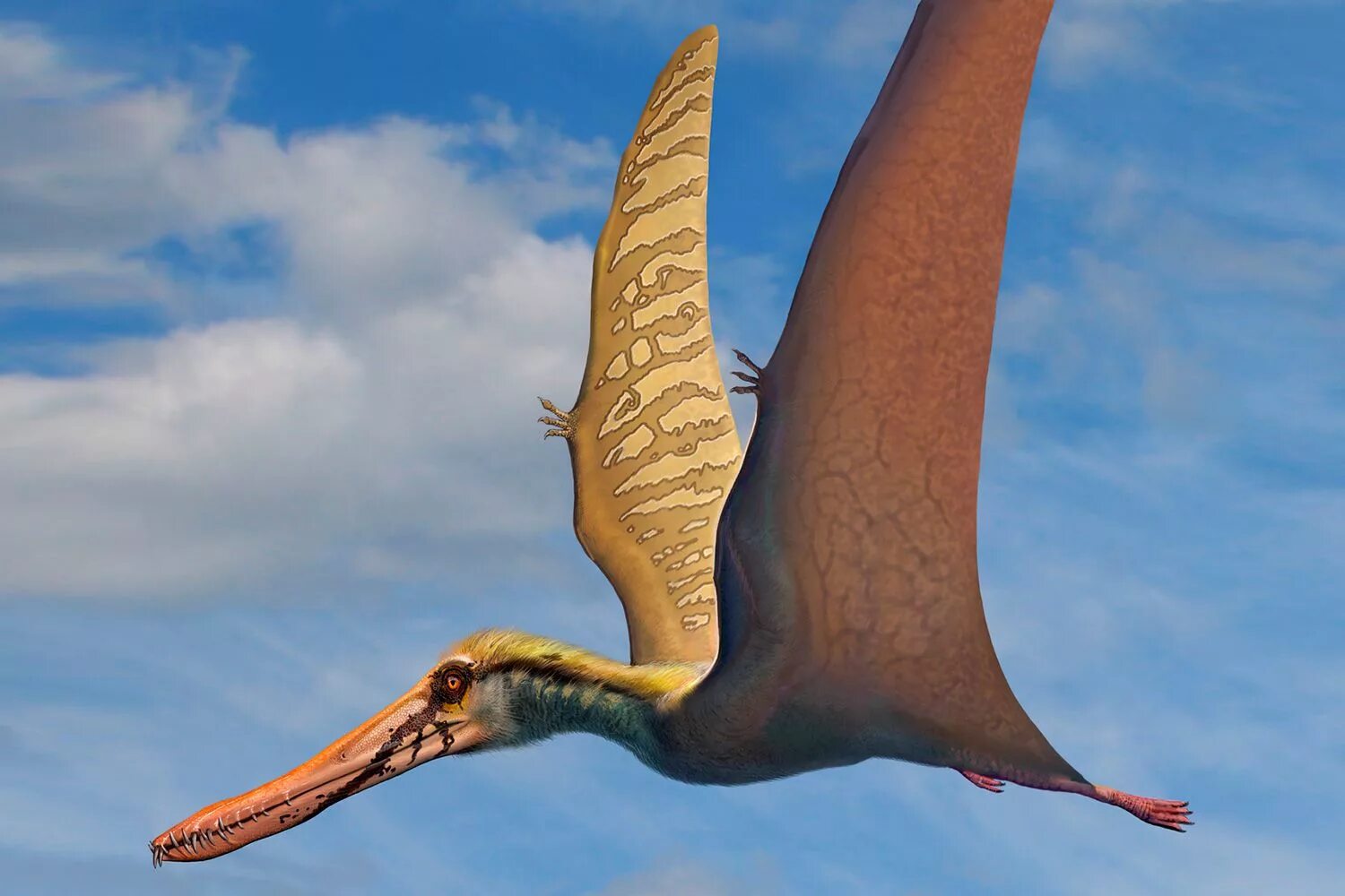 Птиродактель. Птерозавр Птеранодон. Птерозавры Юрского периода. Динозавры летающие Птеранодон. Птеродактиль динозавр.