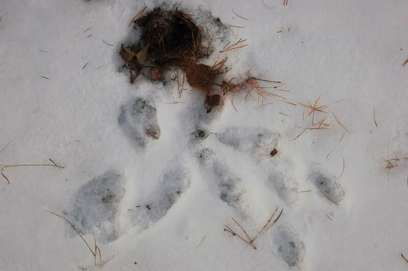 Помет зайцев фото. Помет зайца беляка. Погрызы зайца беляка. Помёт зайца беляка.