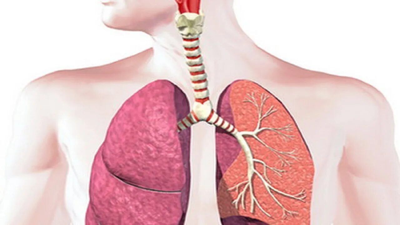Дыхательная система человека легкие. Лёгкие органы дыхания. Патологии дыхательной системы человека. Тыныс алу жүйесінің