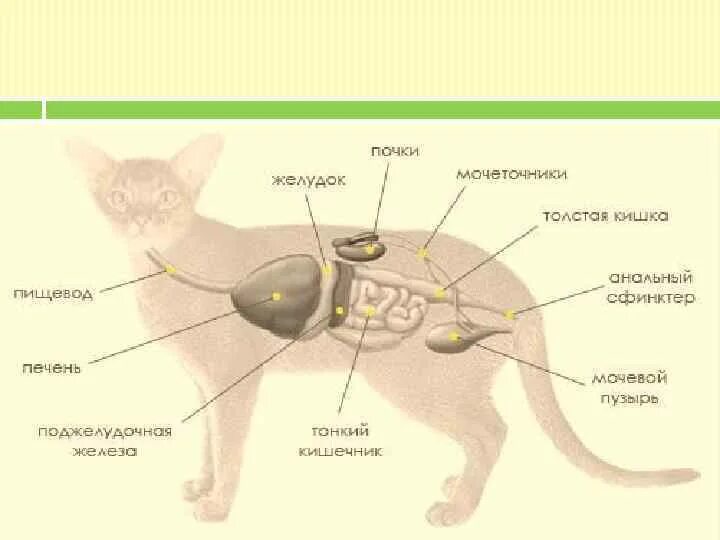 Пищевод кошки. Пищеварительная система кошки анатомия. Строение мочевой системы у кота. Схема строения выделительной системы млекопитающих. Мочеполовая система кота анатомия.