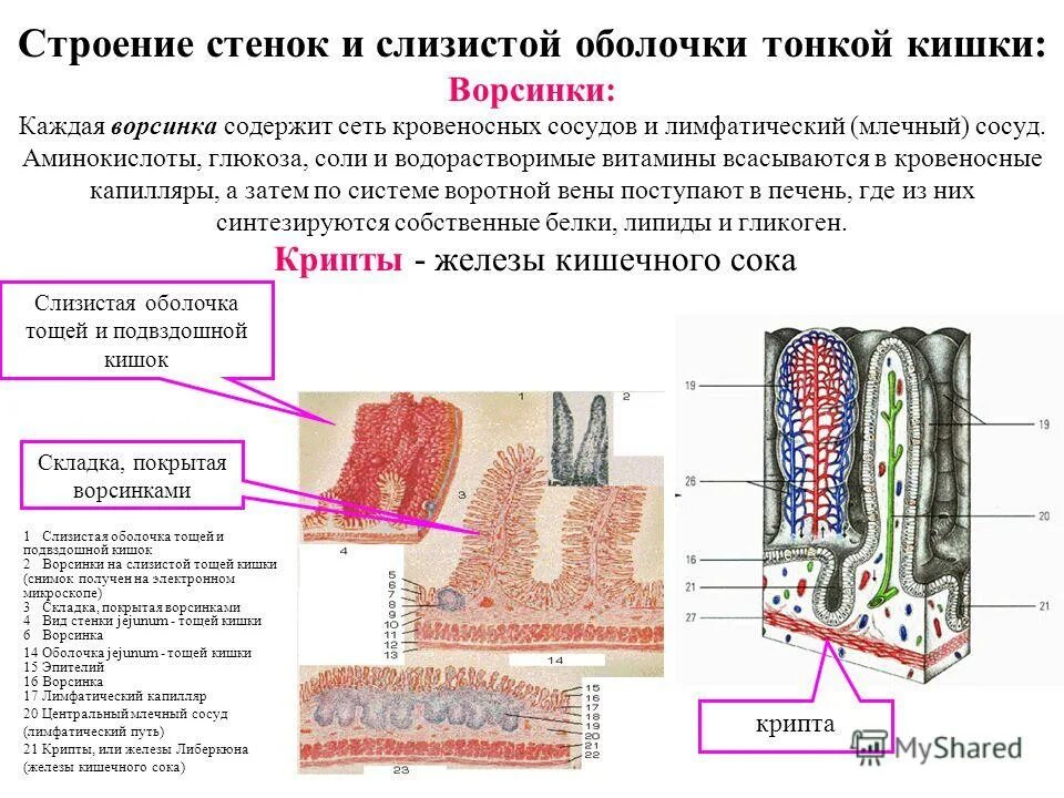 Ткани тонкой кишки. Строение микроворсинки тонкого кишечника гистология. Строение стенки тонкого кишечника гистология. Слизистая оболочка тонкого кишечника строение. Строение ворсинки слизистой оболочки тонкого кишечника.