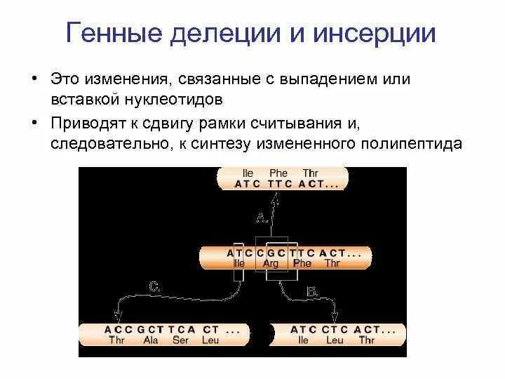 Измененный синтез. Инсерции и делеции. Генные мутации делеция. Генные инсерции это. Генные мутации Инсерция.