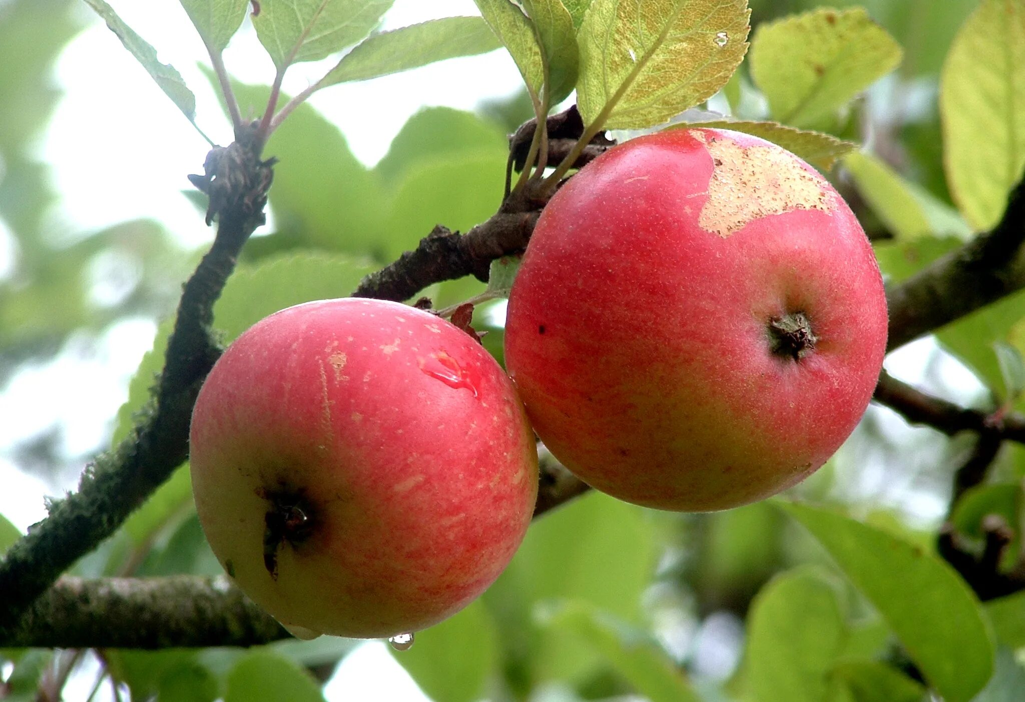 Яблоня. Яблоня Сибирская Malus baccata. Яблоня Дискавери. Сорт яблок Дискавери. Яблоня Кипарисовое.