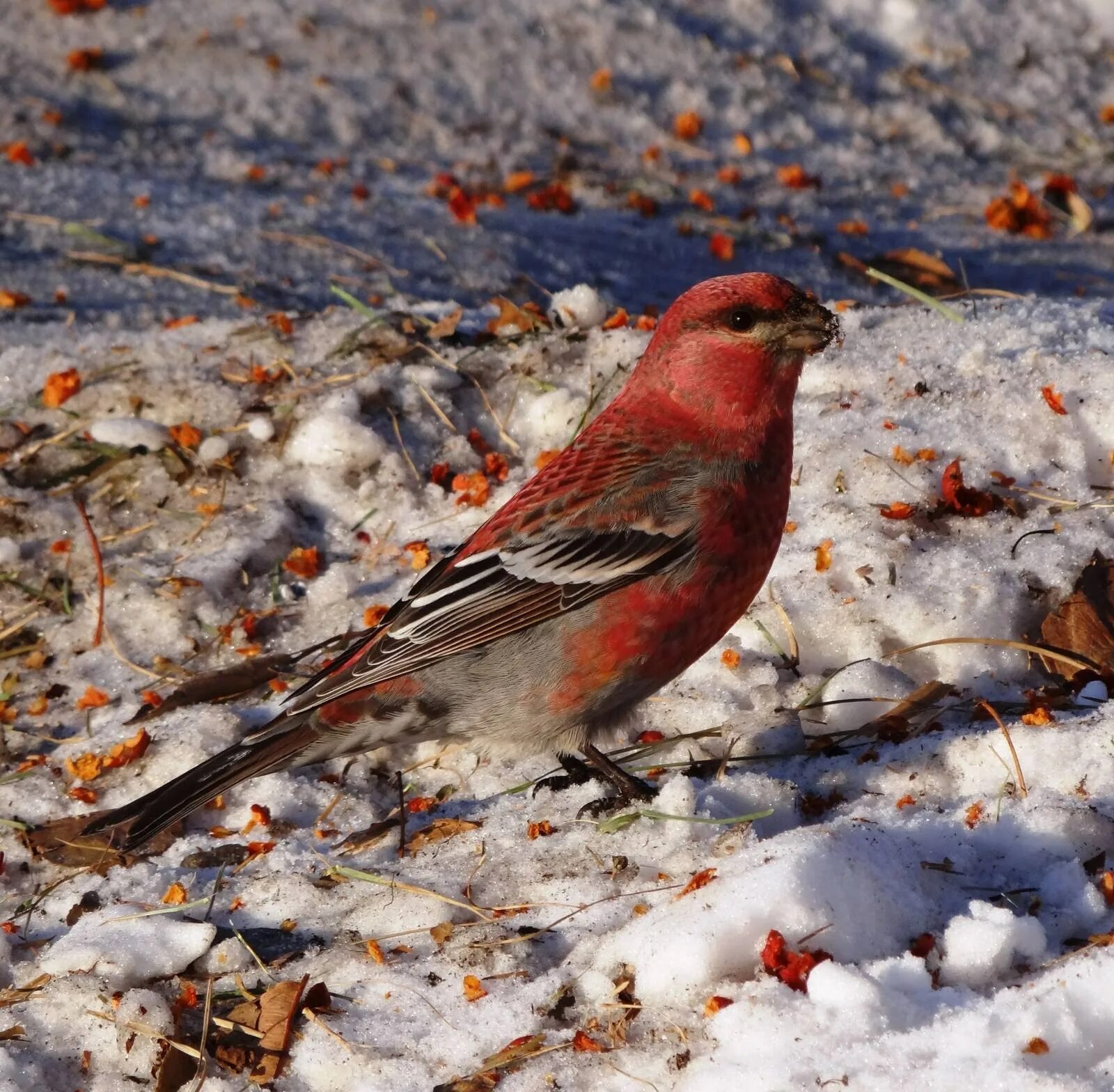 Птицы урала синичка. Птица щур обыкновенный щур. Дятлы алтайского края. Сибирские птицы зимующие. Маленькая птичка в сибири.