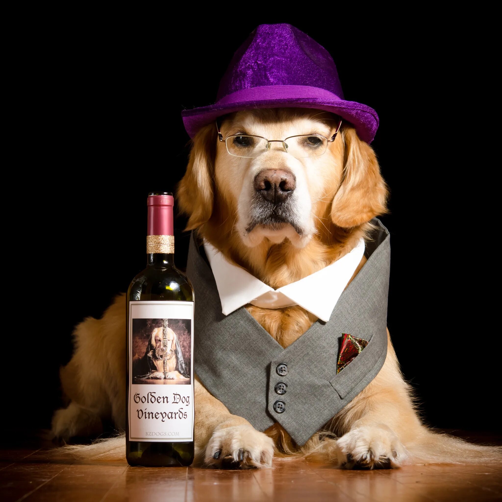 Пес день рождения макса. Собака с алкоголем. 20 Февраля день алкоголика. Собака с бутылкой порода. День профессионального алкоголика открытки.