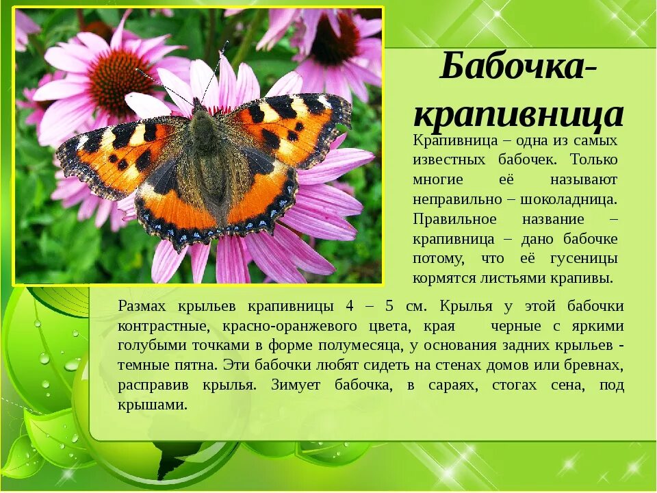Окружающий мир 2 класс про насекомых