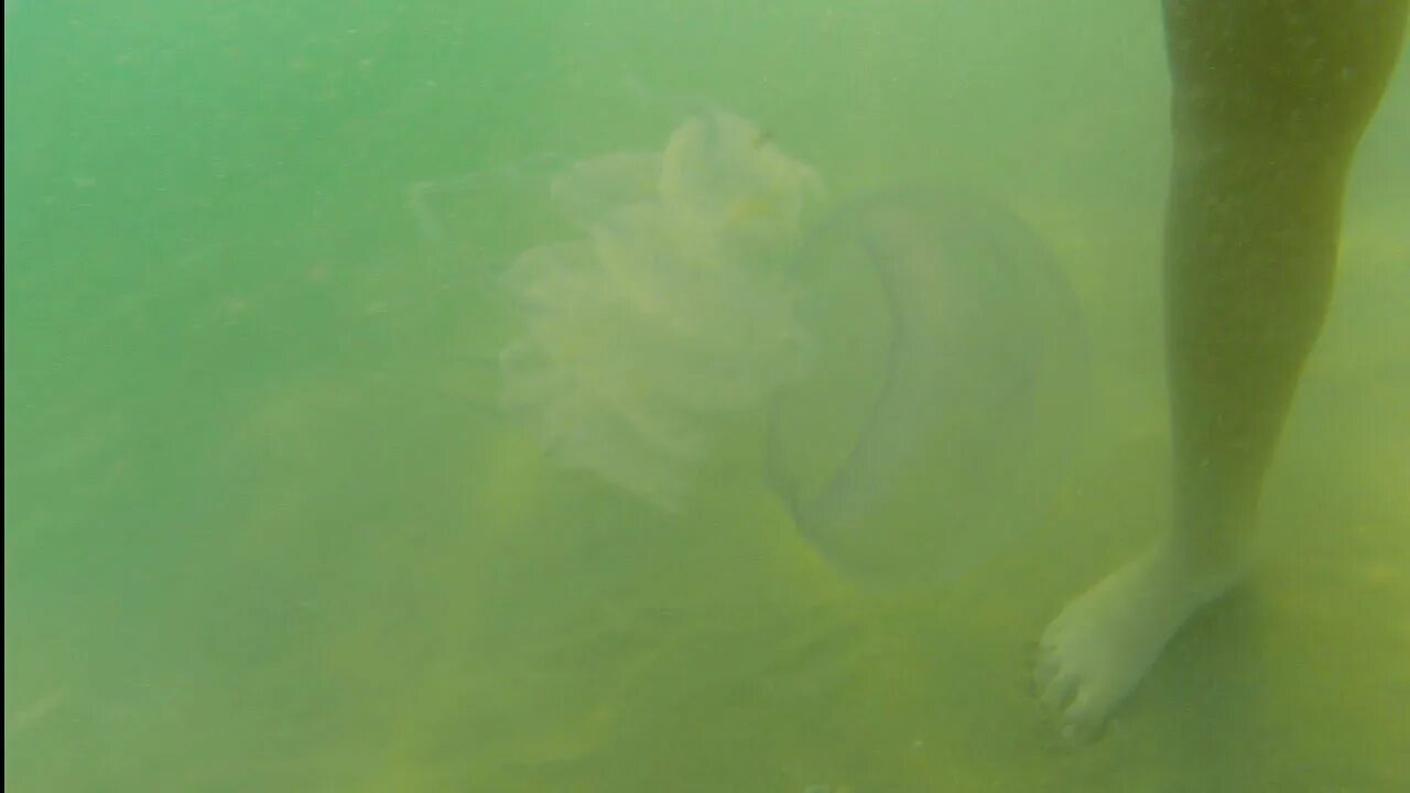 В Анапе море затянуло водорослями и медузами - 3 августа 2023 - 93.ру