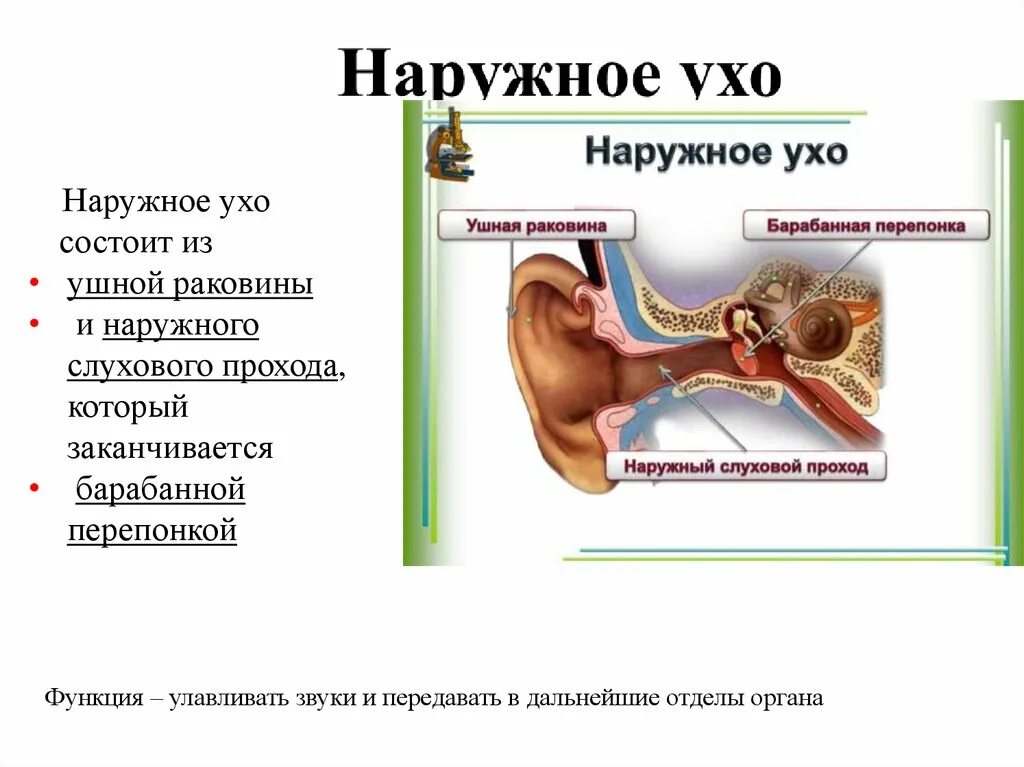 Положение барабанной перепонки. Наружное ухо ушная раковина слуховой проход барабанная перепонка. Ушная раковина наружный слуховой проход барабанная перепонка. Барабанная перепонка отделяет наружный слуховой проход. Слуховой анализатор.