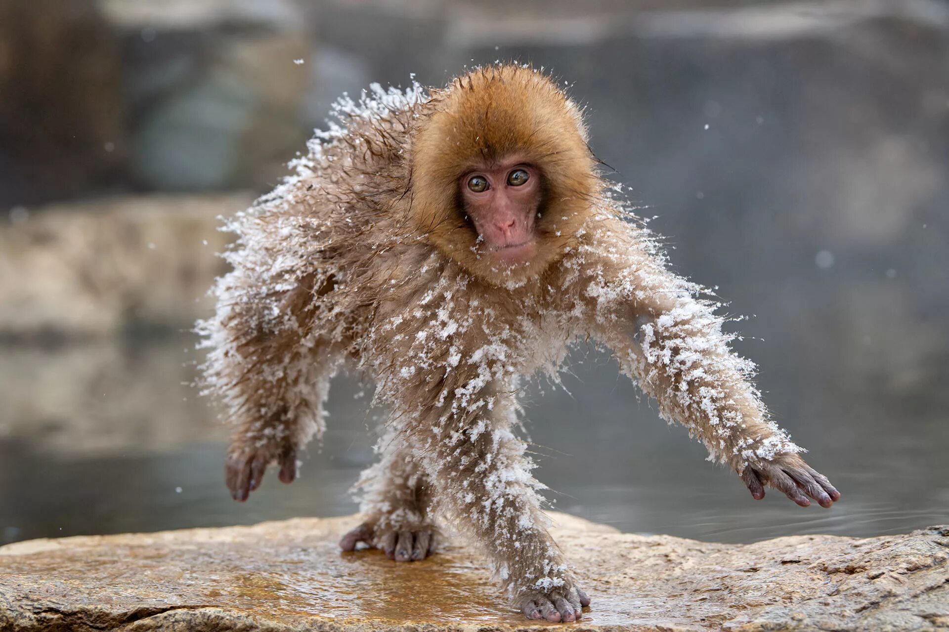 Прикольные картинки ржачные. Финалисты конкурса comedy Wildlife Photography Awards:. Смешные звери. Ржачные животные. Смешные картинки животных.