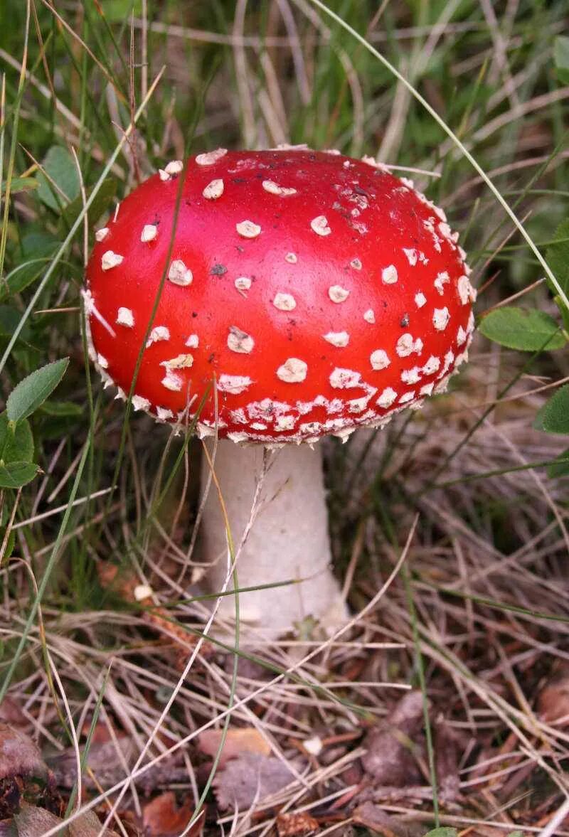 Какие есть опасные грибы. Аманита Мускария. Мухомор Аманита. Гриб Amanita muscaria. Мухомор пантерный.