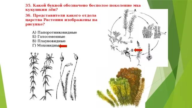 Какие отделы растений показаны на рисунке. Бесполое поколение у Кукушкина льна. Бесполое поколение мхов. Представитель какого отдела царства растения изображен на рисунке. Рисунок представителя отдела царства растений.