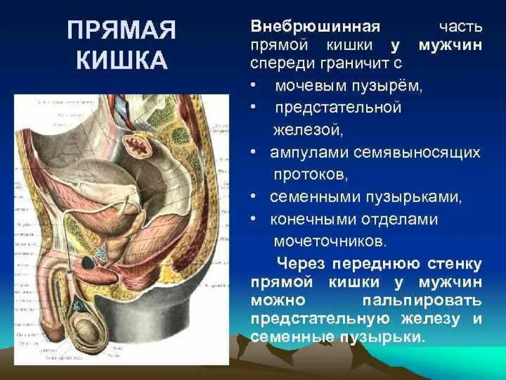пальцевое исследование прямая кишка. анатомическая структура прямой кишки. прямая кишка мужчин простата. промежностный изгиб прямой кишки. пальцевое ректальное исследование предстательной железы.