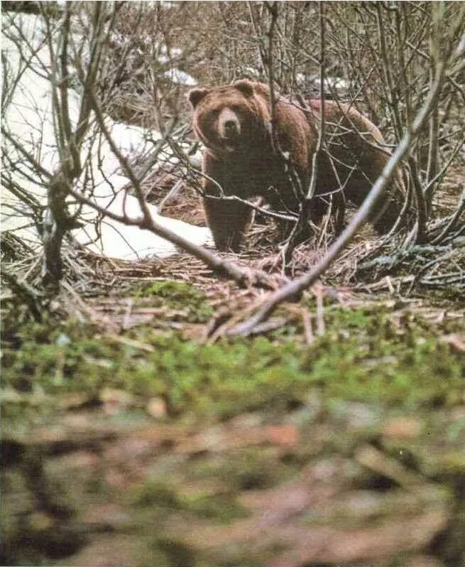 Сочинение по фотографии камчатский бурый медведь 5. Бурый медведь Гиппенрейтер. Бурый медведь Гиппенрейтера.