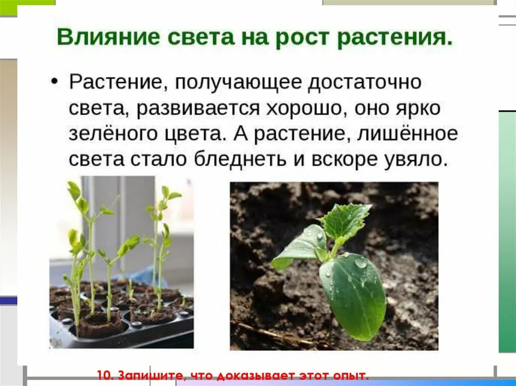 В процессе роста растений происходит выберите. Влияние света на растения. Влияние света на рост растений. Опыт влияние света на растение. Опыт влияние света на рост растений.