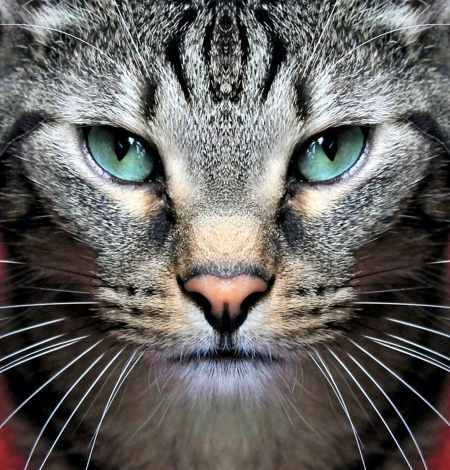 Двуликий котенок. Симметрия кошки. Симметричный кот. Кот симметрия. Симметричная кошка.