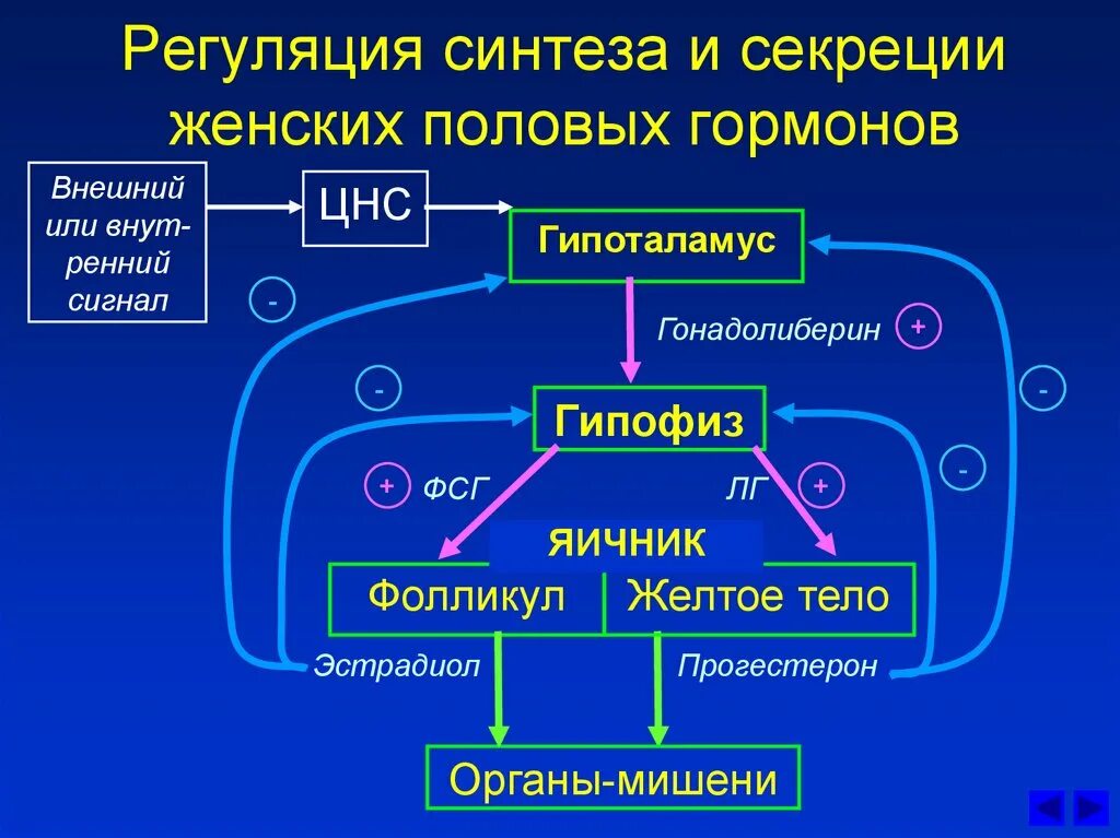 Регуляция секреторных функций. Схема регуляции половых гормонов. регуляция синтеза и секреции женских половых гормонов. регуляция биосинтеза женских гормонов.