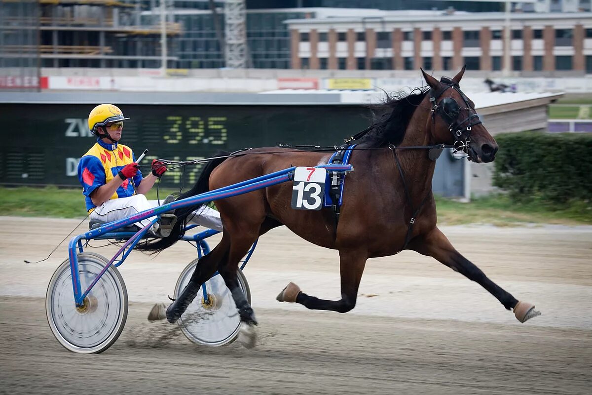 Тренер наездник лошадей. Trotting. Harness Horse Racing. Trot Cristofos.