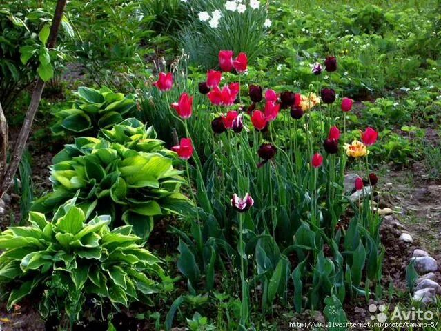 Пион Боул оф Бьюти (Bowl of beauty): описание, фото, посадка и уход, размножение