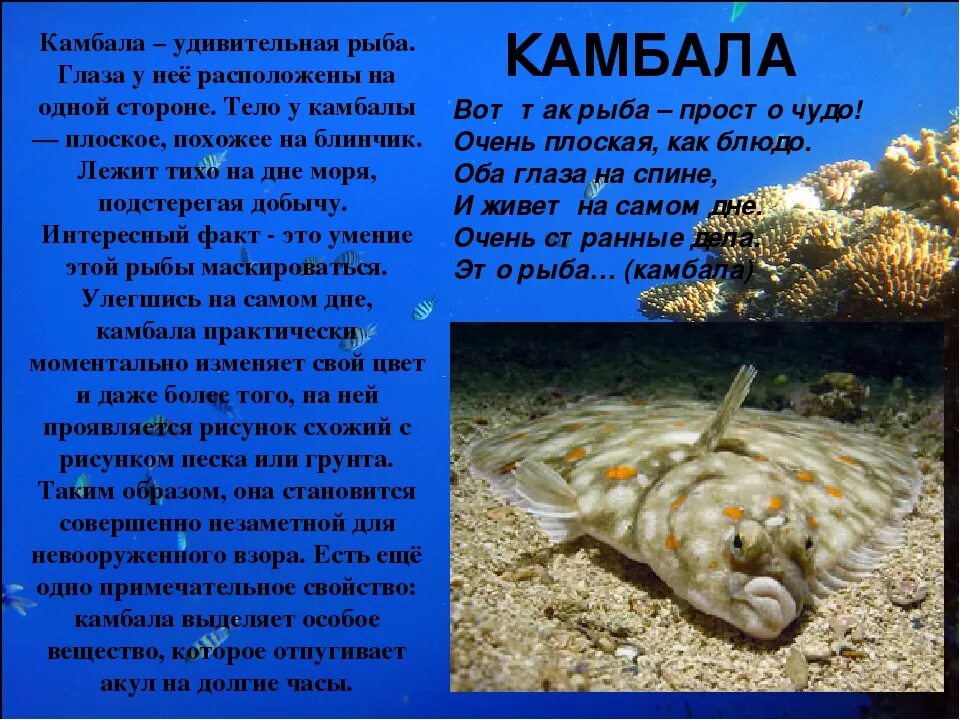 Доклад про классы рыб. Описание рыбы. Морские рыбы описание. Камбала описание. Доклад про рыбу камбала.