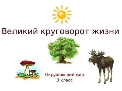 Круговорот жизни 3 класс