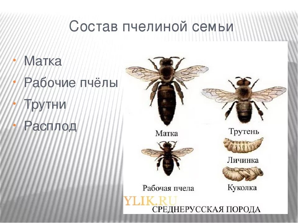 Различия пчел. Виды пчел. Структура пчелиной семьи. Состав пчелиной семьи. Строение пчелиной семьи.