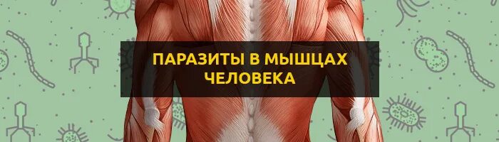 Мышечный червь. Мышечный червь