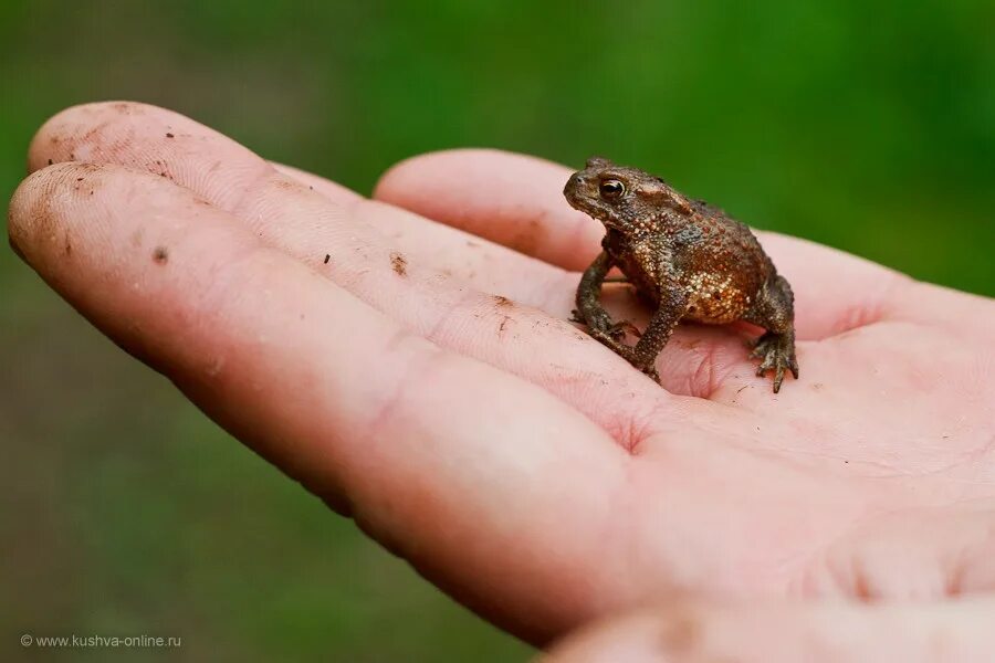 Paedophryne amauensis лягушка. лягушка микроквакша. узкорот paedophryne amauensis. лягушка paedophryne в россии. самая маленькая лягушка.